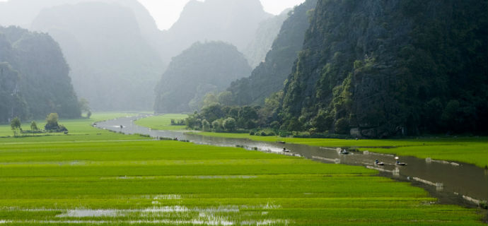 rice fields in Tam Coc